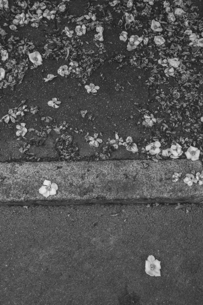 Weiße Blüten auf Asphalt. Festgehalten in Schwarzweiß.